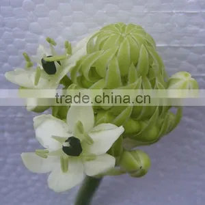 Natural OEM Velvet Felt Flower thumbnail-3
