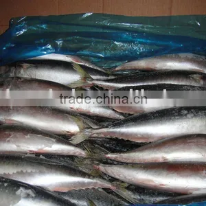 Whole Round Frozen Pacific Mackerel Fish thumbnail-1