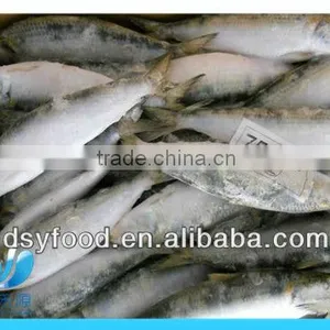 Frozen Fresh Sardine thumbnail-3