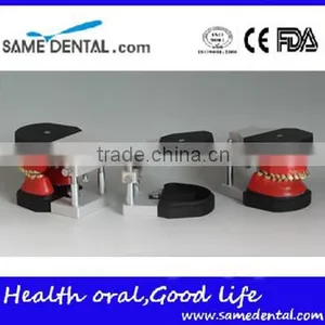 Dental Orthodontic Operational Training Model DEA-32 thumbnail-5