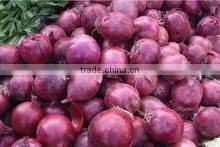 WHITE ONIONS thumbnail-3