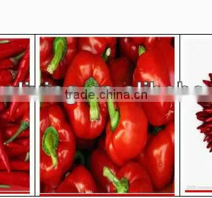 Red Chilli of 2012 thumbnail-1