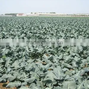 IQF Broccoli, Frozen Vegetables, IQF Vegetables thumbnail-3