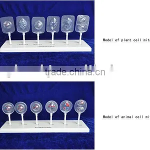 Mitosis Set thumbnail-1