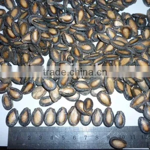 Black Watermelon Seeds thumbnail-1