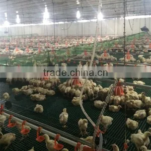 Low Price Philippines Poultry Farm House Design Broiler Chicken Raising Equipment thumbnail-3