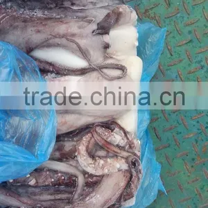Squid Tentacle of Giant Squid thumbnail-3