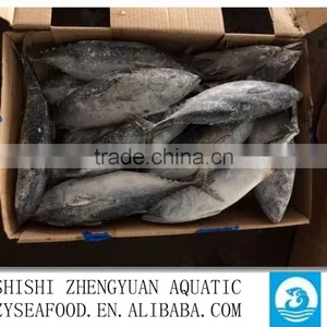 Shishi Zhengyuan Aquatic Frozen Bonito W/R thumbnail-3