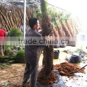 Trachycarpus Fortunei Retailer thumbnail-1