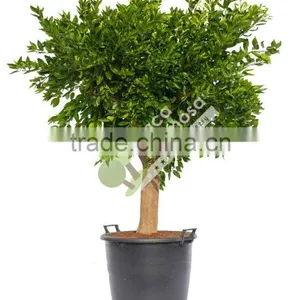 Mandarine Tree - Citrus Reticulata thumbnail-1
