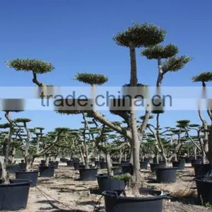 Olea Europaea "Pompon" Large Young Skin Trunk thumbnail-3