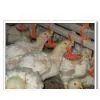 Poultry Farm Equipment thumbnail-1