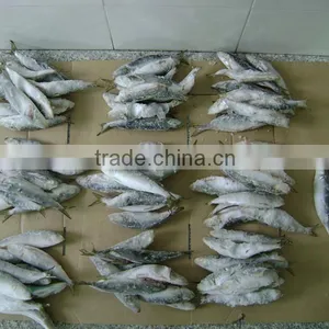Sardinella Lemuru From Chinese Manufacture thumbnail-6