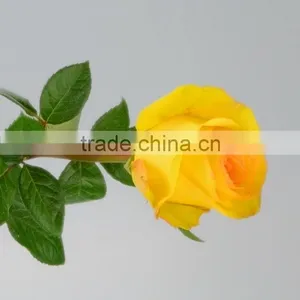 Excellent Quality Yellow Crown Yellow Big Rose Flower thumbnail-1