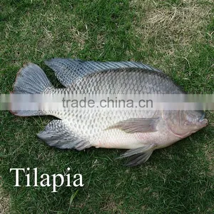 Frozen Tilapia Fish Factory, Black Tilapia Whole Round 100-200g, 200-300g,300-500g,500-800g thumbnail-1