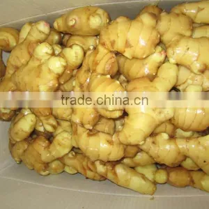 Yellow Ginger thumbnail-1
