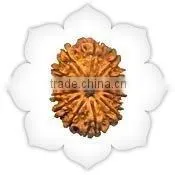 Fourteen Mukhi Rudraksha thumbnail-1