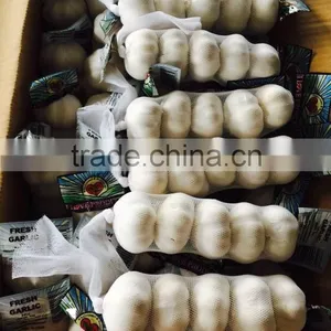 New Season Chinese Normal White Garlic thumbnail-2