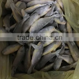 Ship Frozen Small Yellow Croaker for Sale thumbnail-4