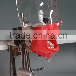 Best Selling Simple Head Model for Dental Class High Quality Simple Cheap Surgical Training Model for Dentistry Students thumbnail-2