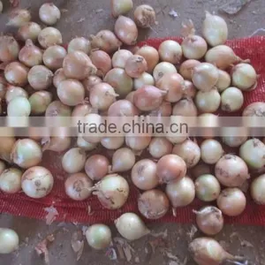 Chinese Yellow Onion Price for Wholesale thumbnail-5