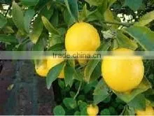 FRESH GREEN LEMON - GOOD QUALITY - Egypt thumbnail-1