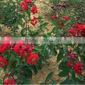 Heirloom Lagerstroemia Crape Myrtlette Crepe Myrtle Dwarf Shrubs Bonsai Red Bulk Seeds thumbnail-3