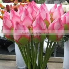 FRESH LOTUS ( PINK , WHITE ) thumbnail-4