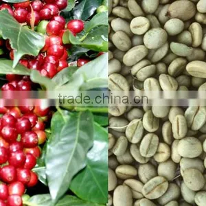 UNWASHED ROBUSTA GREEN COFFEE BEANS GRADE 2 SCREEN 13 thumbnail-6