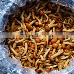 Salty Flavor Slice Mushroom in Lacquered Tin thumbnail-2