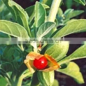 GMP Natural High Quality Withania Somnifera Extract/Ashwagandha Extract thumbnail-3