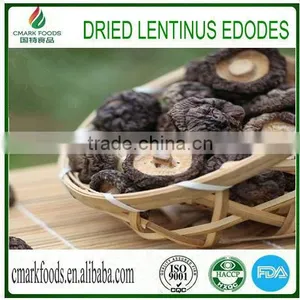 Shiitake (Lentinus Edodes) thumbnail-1