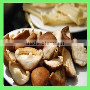 Mushrooms thumbnail-1