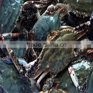 Frozen Male Blue Crabs From Adequate Manufacturer thumbnail-1