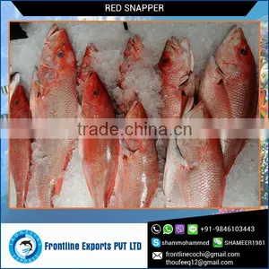 Frozen Red Snapper Whole Round Fish From India thumbnail-1