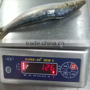 Sardine for Bait thumbnail-3