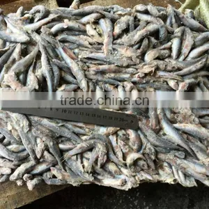 Fresh Frozen Small Anchovy thumbnail-1