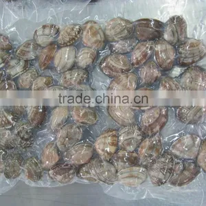 Raw Frozen Short Necked Clam thumbnail-6