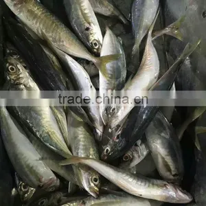 Frozen Horse Mackerel Hot Sale Fish thumbnail-2