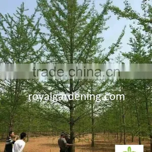 Ginkgo Biloba ( Deciduous Tree) for Cold Climate Landscaping Wholesale Export thumbnail-1