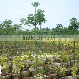 Chorisia.speciosa Outdoor Landscaping Plants thumbnail-1