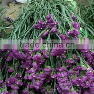 Fresh Cut Statice Good Quality Cut Flower Myosotis From Kunming thumbnail-6