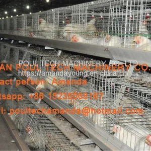 Selling Poultry Farming Equipment Broiler Cage & Broiler Coop & Meat Chicken Cage in Chicken Shed in Russia thumbnail-2