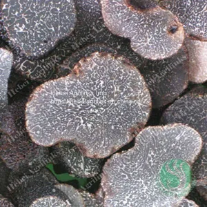 Frozen Truffle thumbnail-1