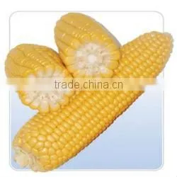 Yellow Corn Maize thumbnail-1