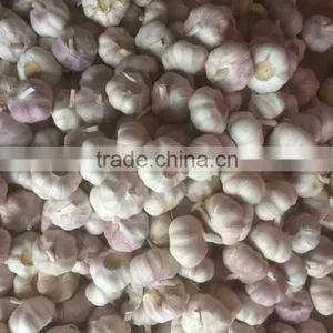 Garlic thumbnail-5