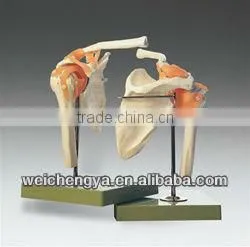 Life-Size Shoulder Joint Model thumbnail-1