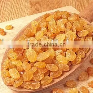 Chinese Dried Golden Raisins With Best Price thumbnail-2