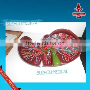 Liver Model thumbnail-2