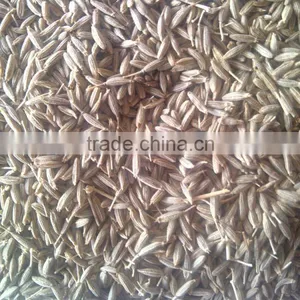 Bunium Persicum (cumin) thumbnail-1
